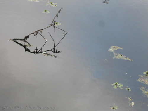 Stillness in Pond