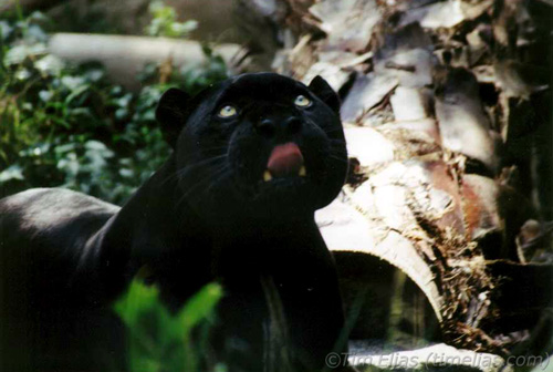 Black Jaguar licking lips