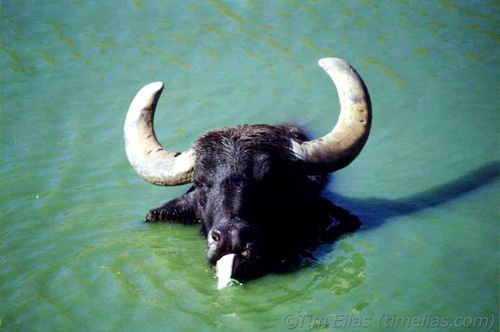 Water Buffalo’s head barely above water