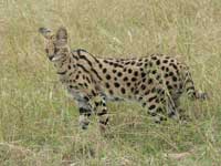 serval standing alert in tall grass