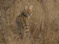 serval looking over his shoulder at you